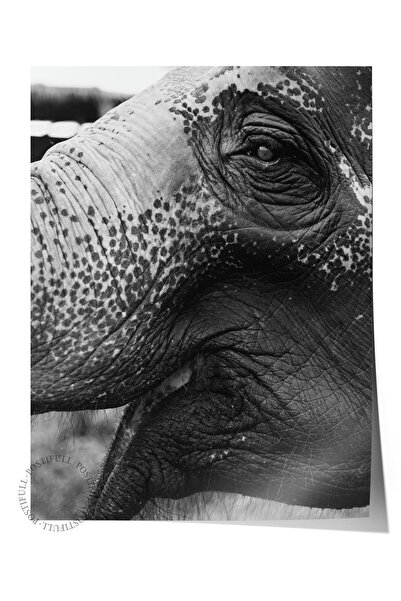 Postifull Αφίσα χωρίς πλαίσιο, Ζώα & Ζωγραφική Σαφάρι Νο:12, Φωτογραφία HD, Δ...