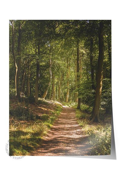 Postifull Forest No:44 Αφίσα με τυπωμένη φωτογραφία χωρίς πλαίσιο - Διακόσμηση τοίχου σαλονιού, κουζίνας, σαλονιού και αίθουσας