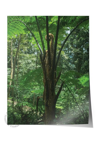 Postifull Forest No:11 Αφίσα χωρίς πλαίσιο - Εκτύπωση φωτογραφιών, Διακόσμηση σαλονιού και αίθουσας σαλονιού