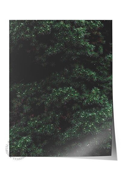 Postifull Çerçevesiz Poster Orman No:27, Fotoğraf Baskısı, Salon, Mutfak, Otu...