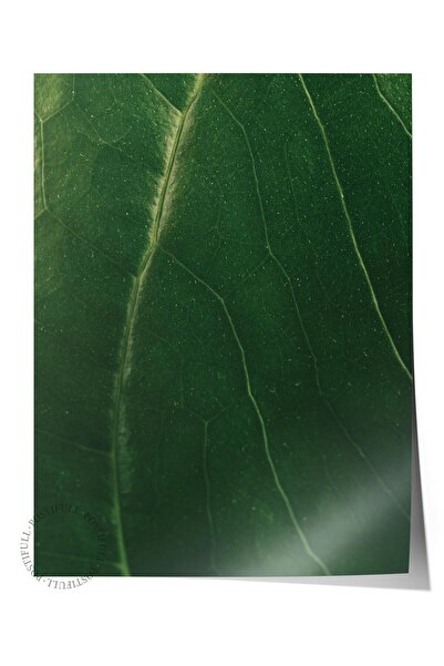 Postifull Poster fără încadrare, tablou botanic și frunze nr. 34, fotografie ...