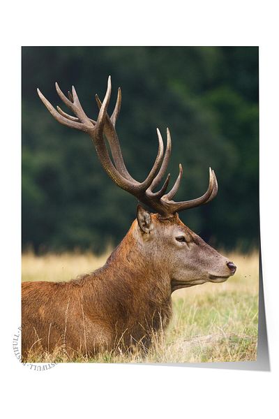 Postifull Frameless Poster, Animals & Safari Painting No:17, Hd Photo, Living Room, Kitchen Wall Decor Poster