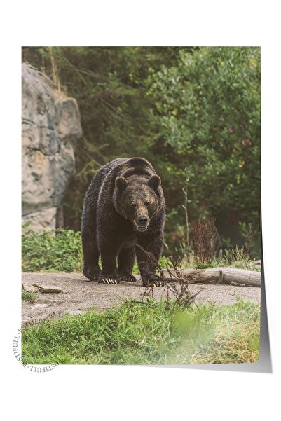 Postifull Αφίσα χωρίς πλαίσιο, Ζώα & Ζωγραφική Σαφάρι Νο: 40, Φωτογραφία HD, ...