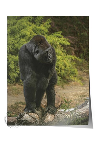 Postifull Poster bez okvira, Slika životinja i safarija br. 39, HD fotografij...