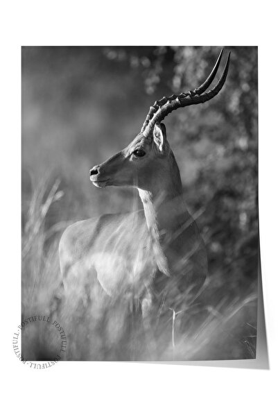 Postifull Αφίσα χωρίς πλαίσιο, Ζώα & Ζωγραφική Σαφάρι Νο:28, Φωτογραφία HD, Δ...