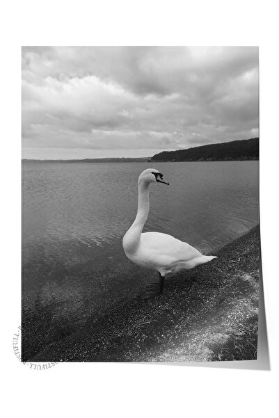 Postifull Ασπρόμαυρη αφίσα HD Photo Frameless - Διακόσμηση τοίχου σαλονιού κα...