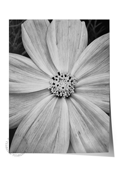 Postifull Çerçevesiz Poster, Siyah & Beyaz Fotoğraf No:13, HD Fotoğraf, Salon...