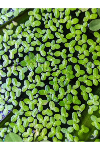 Akvaryumhane Akvaryum Su Üstü Bitkisi Su Mercimeği ( Lemna Minor )30 Cc Kapta