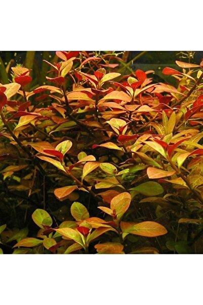 Genel Markalar Ludwigia Ovalis (Gül) Akvaryum Bitkisi,canlı Bitki 5 Dal