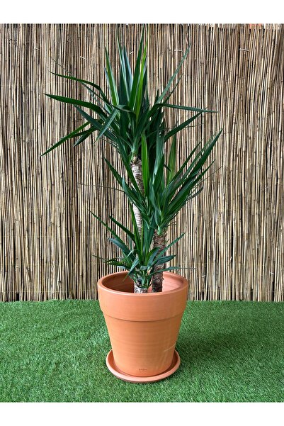 odka Terracotta Çömlek Saksı Tabaklı Kalın Dudak Orta Boy 20 Litre Ölçü: Yükseklik 30cm Çap 32cm