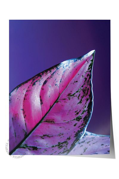 Postifull Frameless Poster, Botanical & Leaf Painting No:21, Hd Photo, Living Room, Kitchen Wall Decor Poster