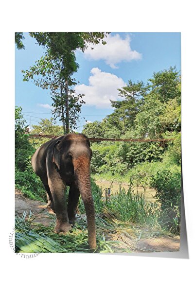 Postifull Αφίσα χωρίς πλαίσιο, Ζώα & Ζωγραφική Σαφάρι Νο:15, Φωτογραφία HD, Δ...