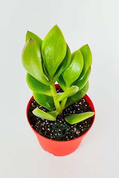 Toptan Kaktüs Para çiçeği para ağacı yeşim bitkisi büyük boy Crassula Portulacea bolluk bereket çiçeği