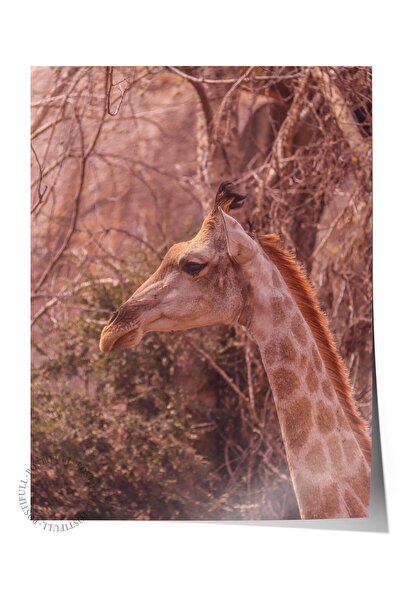 Postifull Αφίσα χωρίς πλαίσιο, Ζώα & Ζωγραφική Σαφάρι Νο:19, Φωτογραφία HD, Δ...