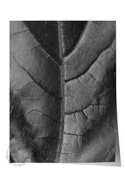 Postifull Poster fără încadrare, tablou botanic și cu frunze nr. 6, fotografi...