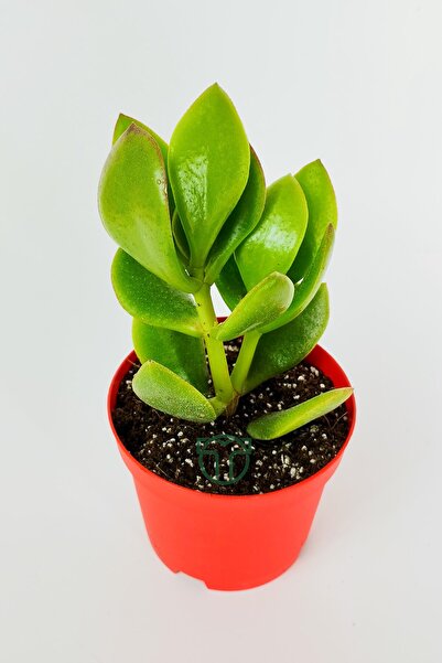 Toptan Kaktüs Para çiçeği para ağacı yeşim bitkisi büyük boy Crassula Portulacea bolluk bereket çiçeği