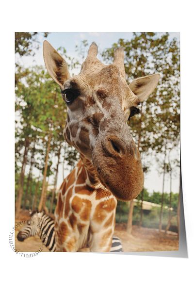 Postifull Poster fără încadrare, Animali și Safari Tablo No:10, Foto HD, Poster pentru decorarea peretelui pentru sufragerie, bucătărie