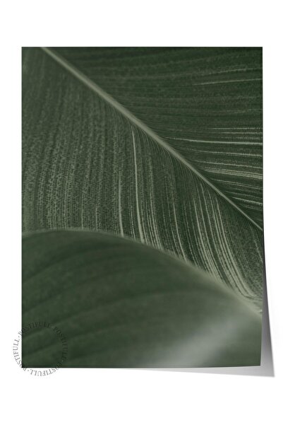 Postifull Αφίσα χωρίς πλαίσιο, Βοτανικός πίνακας & Πίνακας φύλλων Νο:18, Φωτο...