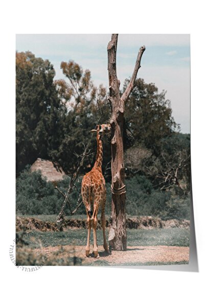 Postifull Αφίσα χωρίς πλαίσιο, Ζώα & Ζωγραφική Σαφάρι Νο:25, Φωτογραφία HD, Δ...