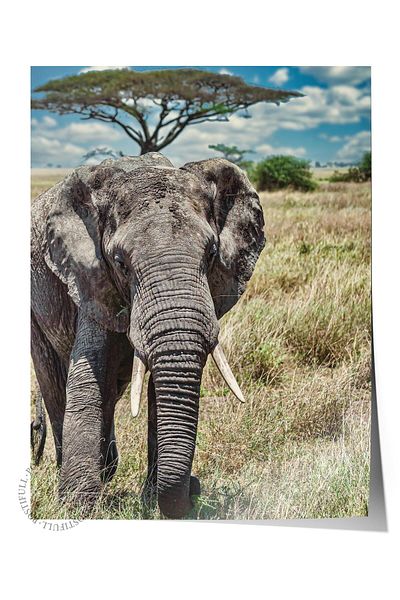 Postifull Frameless Poster, Animals & Safari Painting No:36, Hd Photo, Living Room, Kitchen Wall Decor Poster