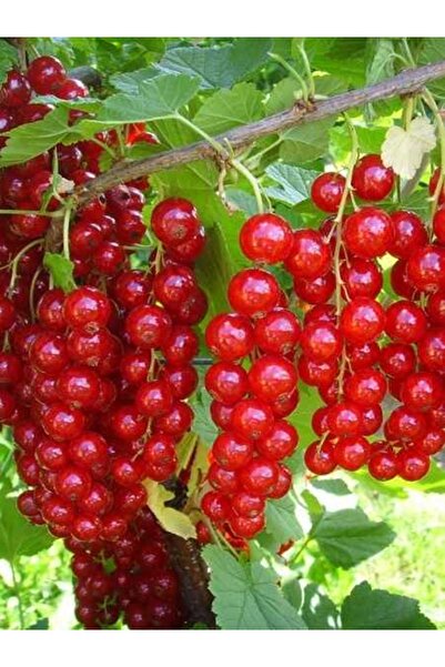 ASES Saksıda 2 yaş  kırmızı frenk üzümü  70-90 cm