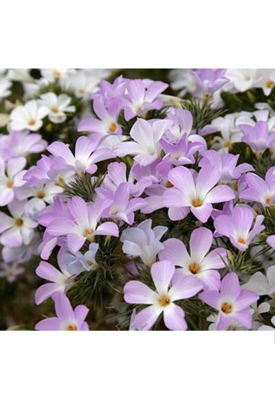 Köy Tohumları 5 Adet Tohum Mavi Alev Çiçeği Tohum Saray Bahçe Alev Çiçeği Toh...