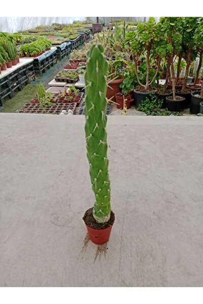 Ravza Çiçekçilik Oskaryum Opuntia( 5.5 Cm Saksıda ) Tek Dal