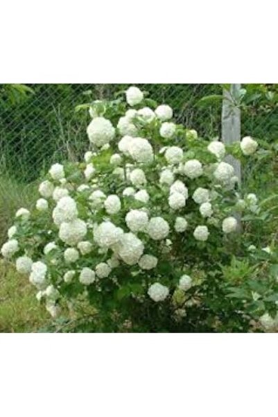 ASES tüplü VIBURNUM OPULUS STERILE (Çınar yapraklı kartopu)BİTKİSİ 80-110 CM