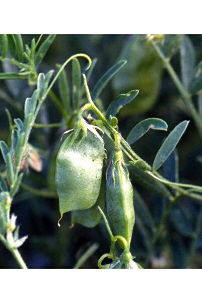Köy Tohumları 100 Adet Tohum Nadir Yeşil Mercimek Tohumu Hediye Tohumludur