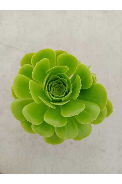 Ravza Çiçekçilik Aeonium Arboreum ( 8,5 Cm )