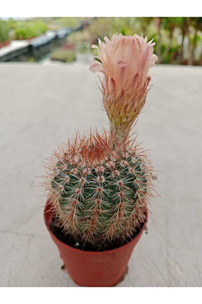 Ravza Çiçekçilik Parodia Rutilans ( 5.5 Cm Saksıda ) Dolgun Ve Formlu Çiçek A...