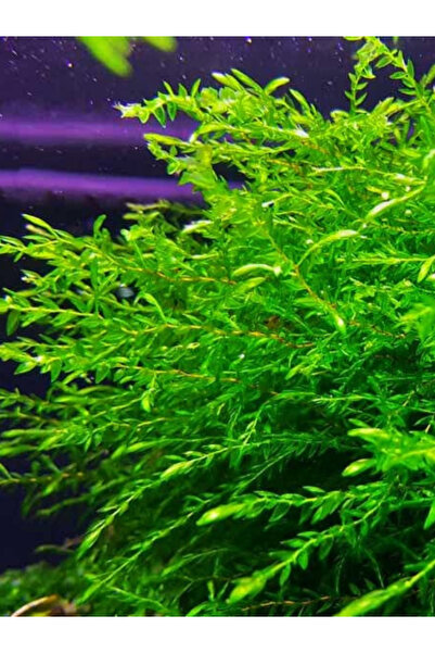 Akvaryumhane Fontinalis Antipyretica Özel Tür Moss 30 cc Kap Kolay Akvaryum B...