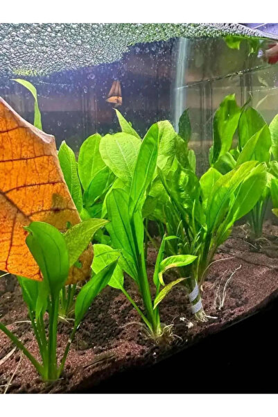 Akvaryumhane Tüm Balıklara Uyumlu Echinodorus Mazonicus 1 Kök Özel Tür Kolay ...