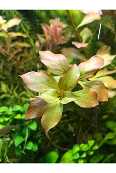 Creeping Primrose 5 Dal Yeşil Formda Kusursuz Form Kolay ve Renkli Bitki Canlı Akvaryum Bitkisi
