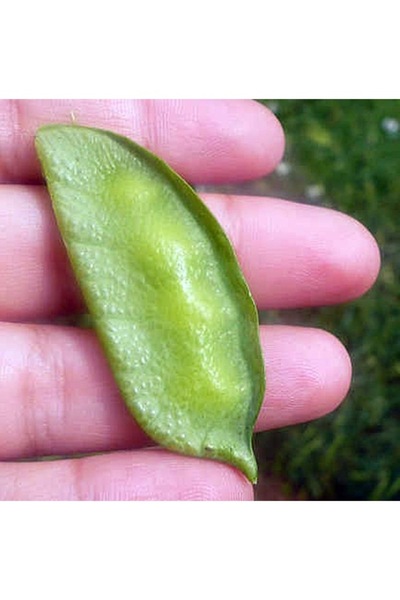 Köy Tohumları 200 Adet Tohum Organik Köy Yeşil Mercimek Tohumu Hediye Tohumlu