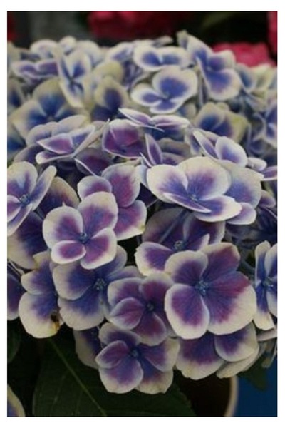 Köy Tohumları 5 Adet Tohum Nadir Osmanlı Saray Bahçe Kış Ortanca Çiçeği Tohum...