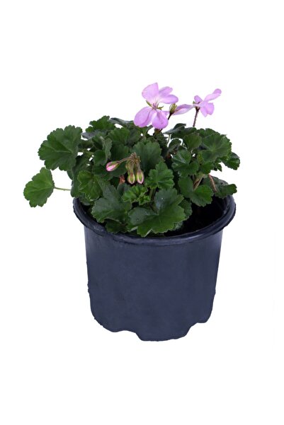 körfezgardens Sardunya Çiçeği Saksı'da - Pelargonium - Pembe Renk