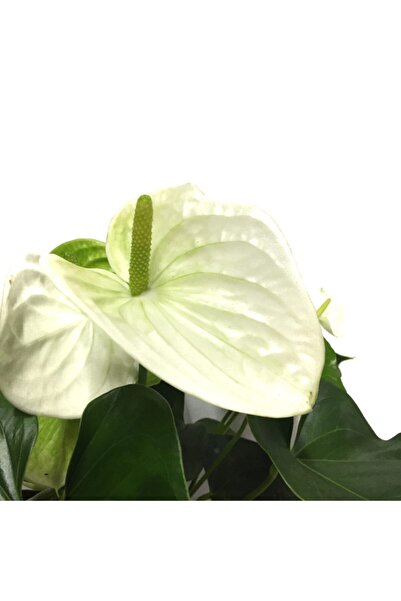 Betonish Anthurium andraeanum 'White - Beyaz Antoryum - Ev ve Ofis Bitkisi
