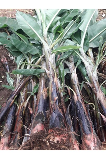 BahçeHome Muz Fidanı