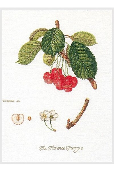 Dmc THEA GOUVERNEUR KANAVİÇE ETAMİN KİTİ 2058