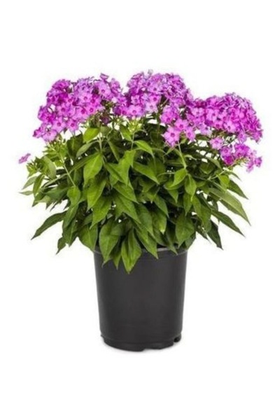 Köy Tohumları 10 Adet Tohum Nadir Bulunan Kış Ortancası Ortanca Çiçeği Tohumu...