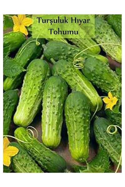 Köy Tohumları 20 Adet Tohum Nadir Mini Turşuluk Yemelik Kornişon Salatalık To...