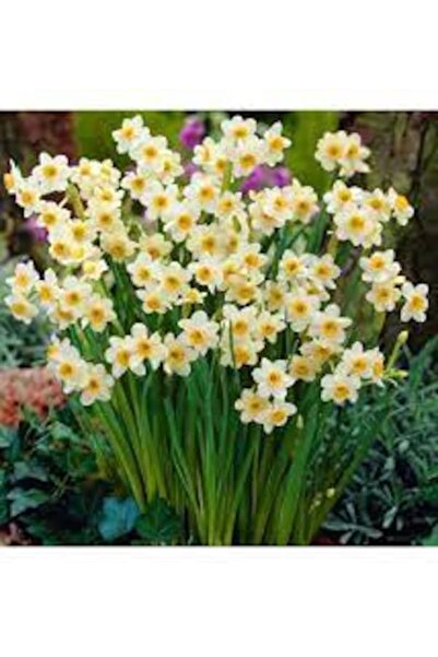 Köy Tohumları 10 Adet Tohum Nadir Mis Kokulu Nergiz Çiçeği Tohumu Sarı Nergiz...