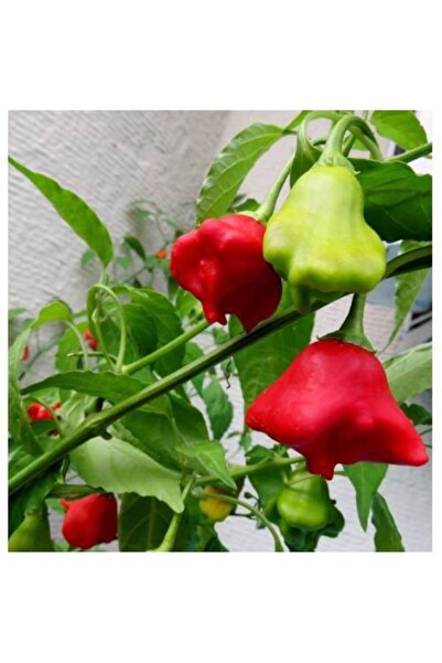 Köy Tohumları 20 Adet Tohum Nadir Kırmızı Tatlı Gül Biberi Tohumu Organik Ata...