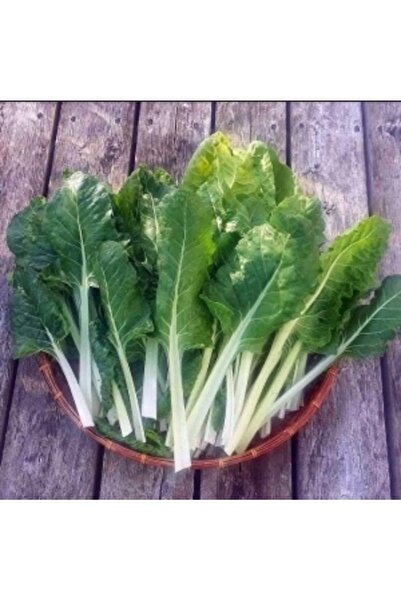 Köy Tohumları 20 Adet Tohum Nadir Yeşil Pazı Bitkisi Tohumu Hobi Bahçe Balkon...