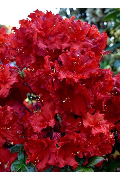 doğaşık 2 Adet Tüplü Bahçenize Renk Katın! Muhteşem Açelya Fidanları