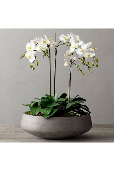 doğagarden Tahran Design Oval Orchid Pot - 2 Pieces