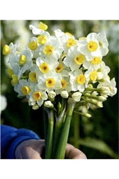 Köy Tohumları 10 Adet Tohum Nadir Nergis Nergiz Çiçeği Tohumu Organik Ata Toh...