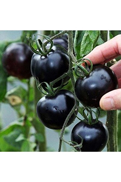 Köy Tohumları 30 Adet Tohum Nadir Siyah Domates Tohumu Kara Domates Tohumu Çe...