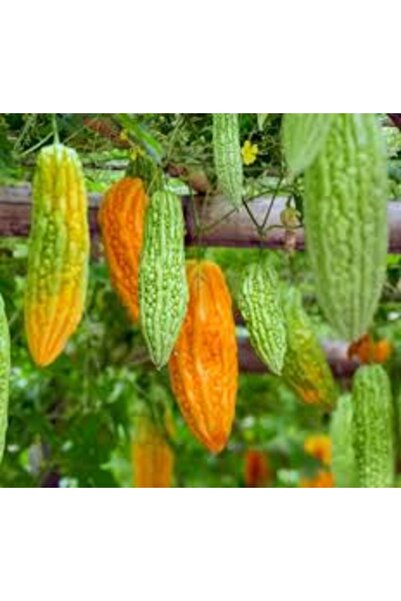 Köy Tohumları 20 Adet Tohum Nadir Sarı Kudret Narı Kudret Nar Tohumu Hobi Bah...